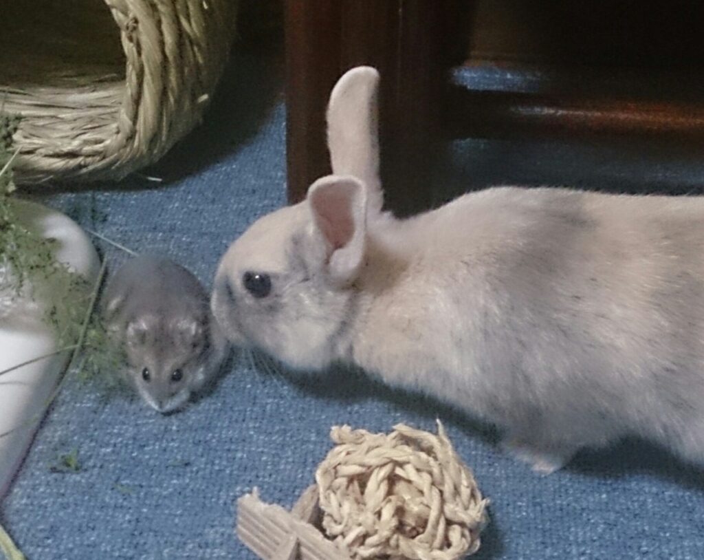 ウサギとハムスター